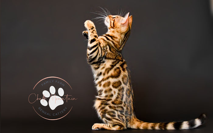 bengal kitten for sale